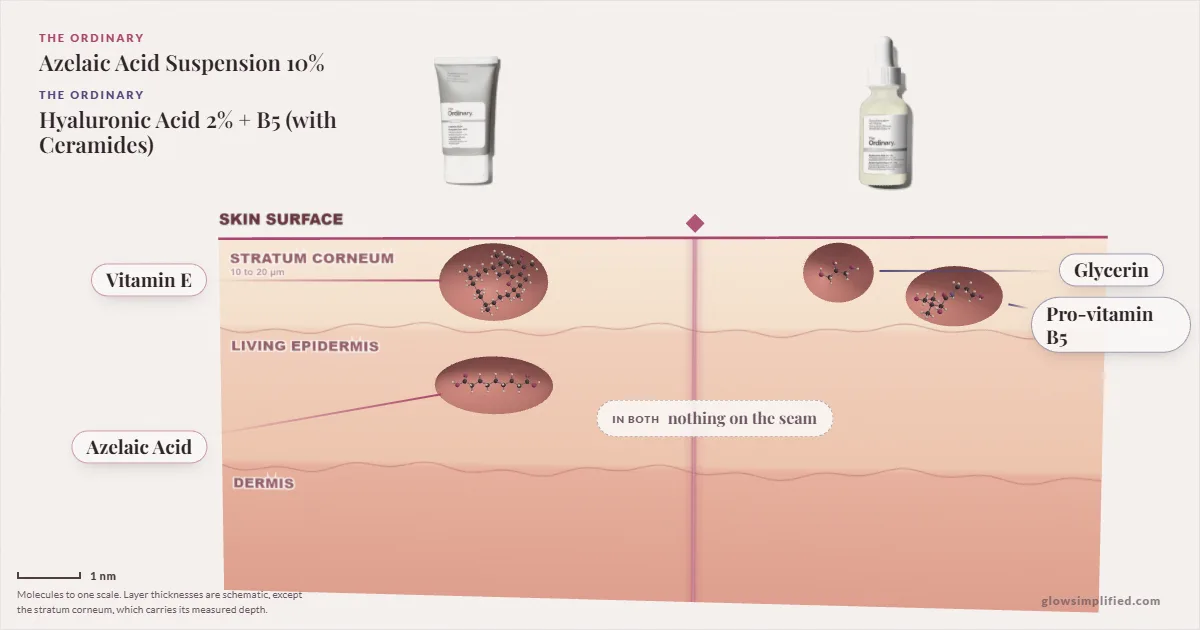 The Ordinary Azelaic Acid Suspension 10% and The Ordinary Hyaluronic Acid 2% + B5 (with Ceramides): their molecules drawn in one cross-section of skin, shared ingredients on the seam