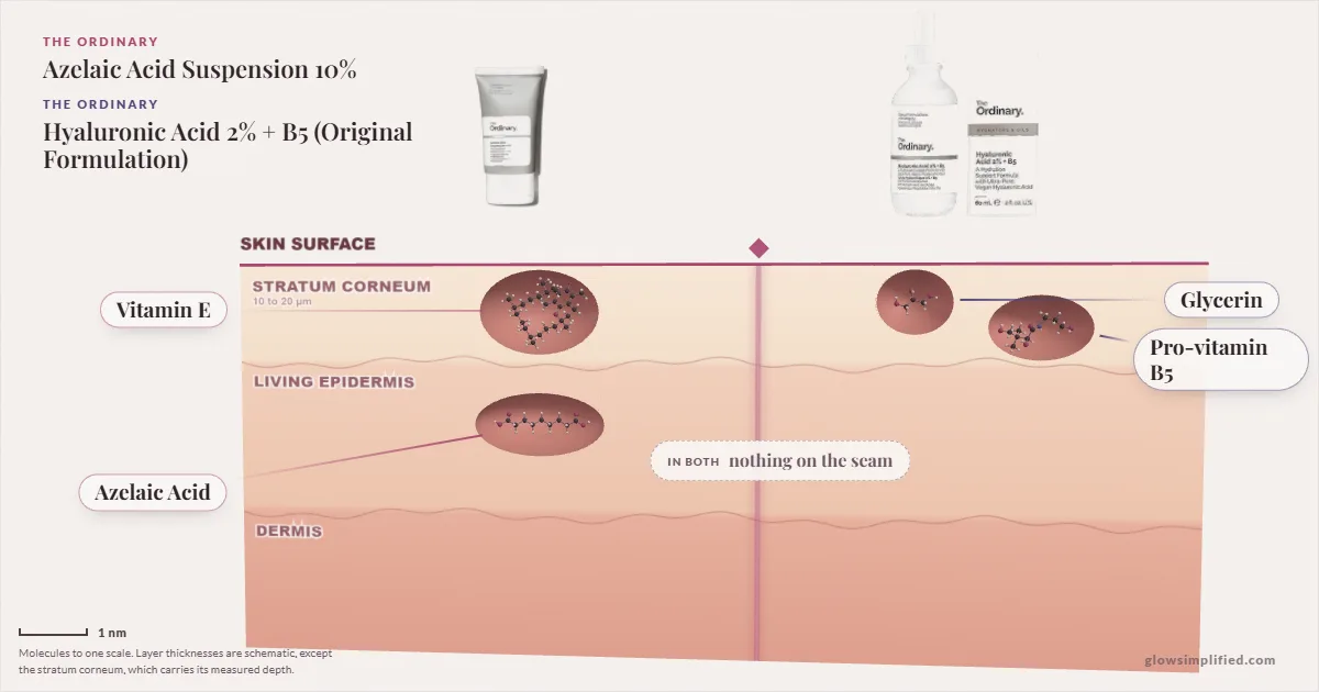 The Ordinary Azelaic Acid Suspension 10% and The Ordinary Hyaluronic Acid 2% + B5 (Original Formulation): their molecules drawn in one cross-section of skin, shared ingredients on the seam