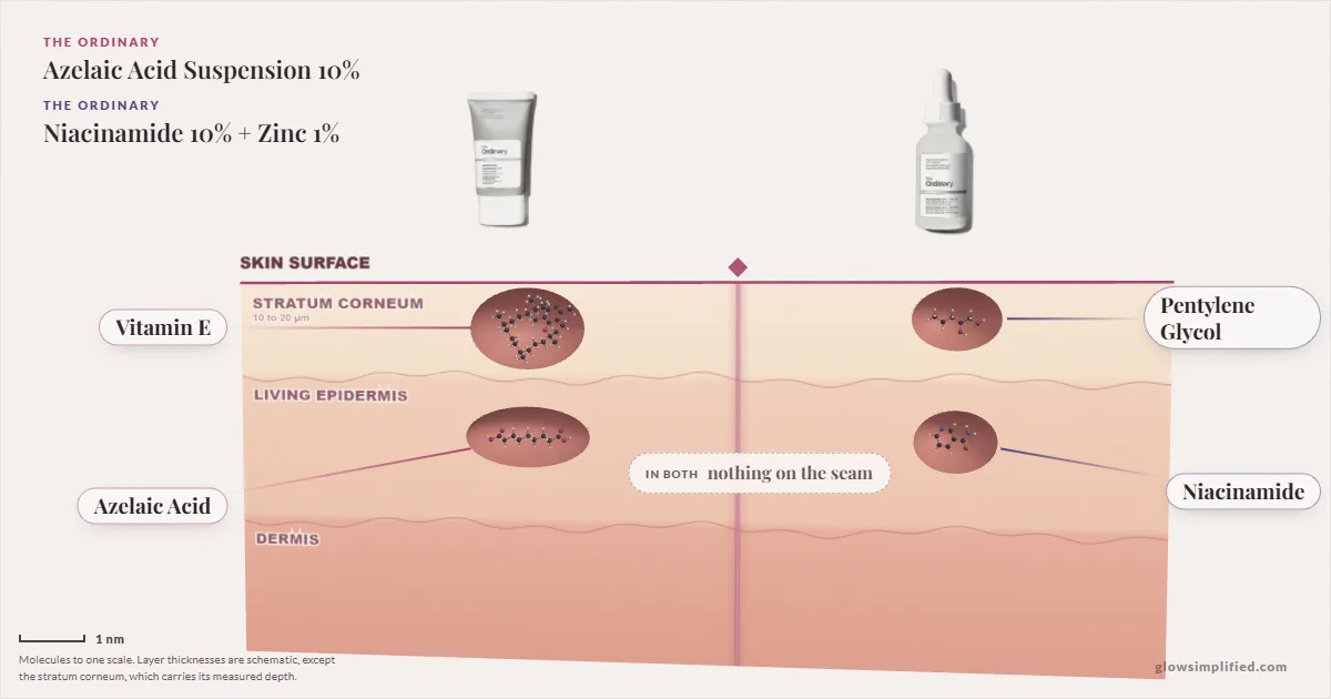 The Ordinary Azelaic Acid Suspension 10% and The Ordinary Niacinamide 10% + Zinc 1%: their molecules drawn in one cross-section of skin, shared ingredients on the seam