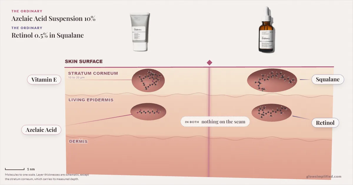 The Ordinary Azelaic Acid Suspension 10% and The Ordinary Retinol 0.5% in Squalane: their molecules drawn in one cross-section of skin, shared ingredients on the seam