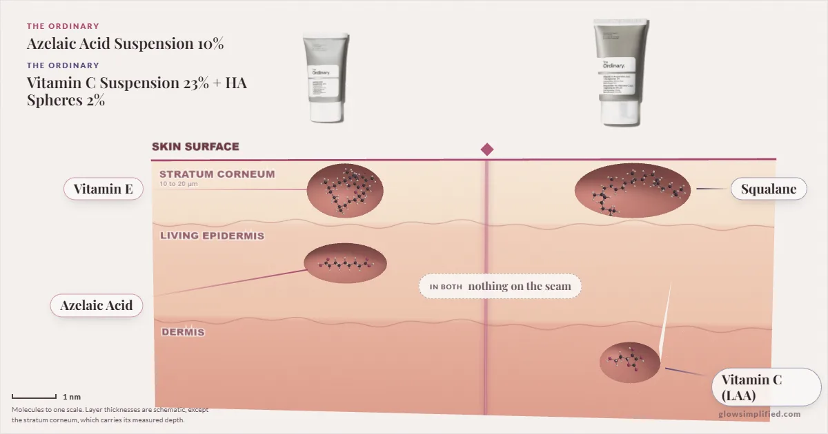 The Ordinary Azelaic Acid Suspension 10% and The Ordinary Vitamin C Suspension 23% + HA Spheres 2%: their molecules drawn in one cross-section of skin, shared ingredients on the seam
