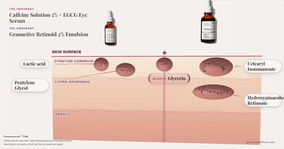The Ordinary Caffeine Solution 5% + EGCG Eye Serum and The Ordinary Granactive Retinoid 2% Emulsion: their molecules drawn in one cross-section of skin, shared ingredients on the seam