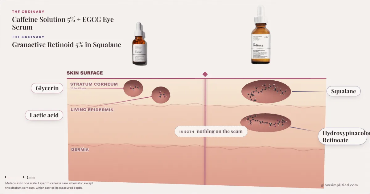 The Ordinary Caffeine Solution 5% + EGCG Eye Serum and The Ordinary Granactive Retinoid 5% in Squalane: their molecules drawn in one cross-section of skin, shared ingredients on the seam