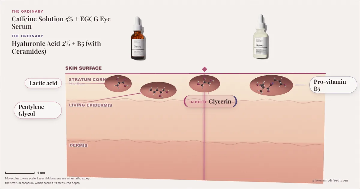 The Ordinary Caffeine Solution 5% + EGCG Eye Serum and The Ordinary Hyaluronic Acid 2% + B5 (with Ceramides): their molecules drawn in one cross-section of skin, shared ingredients on the seam