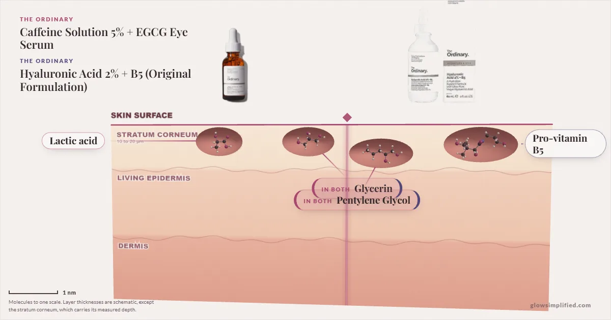 The Ordinary Caffeine Solution 5% + EGCG Eye Serum and The Ordinary Hyaluronic Acid 2% + B5 (Original Formulation): their molecules drawn in one cross-section of skin, shared ingredients on the seam