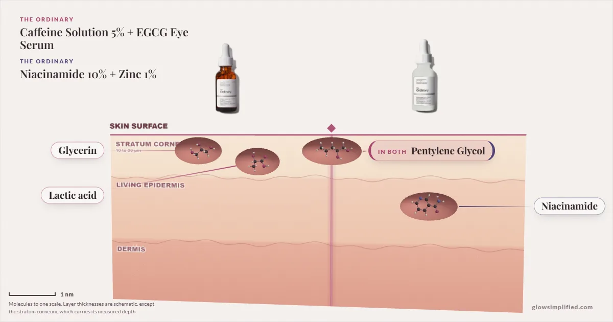 The Ordinary Caffeine Solution 5% + EGCG Eye Serum and The Ordinary Niacinamide 10% + Zinc 1%: their molecules drawn in one cross-section of skin, shared ingredients on the seam