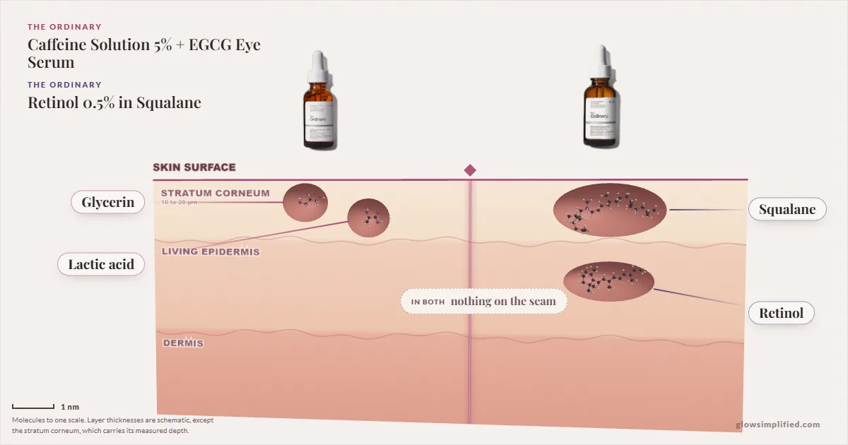 The Ordinary Caffeine Solution 5% + EGCG Eye Serum and The Ordinary Retinol 0.5% in Squalane: their molecules drawn in one cross-section of skin, shared ingredients on the seam