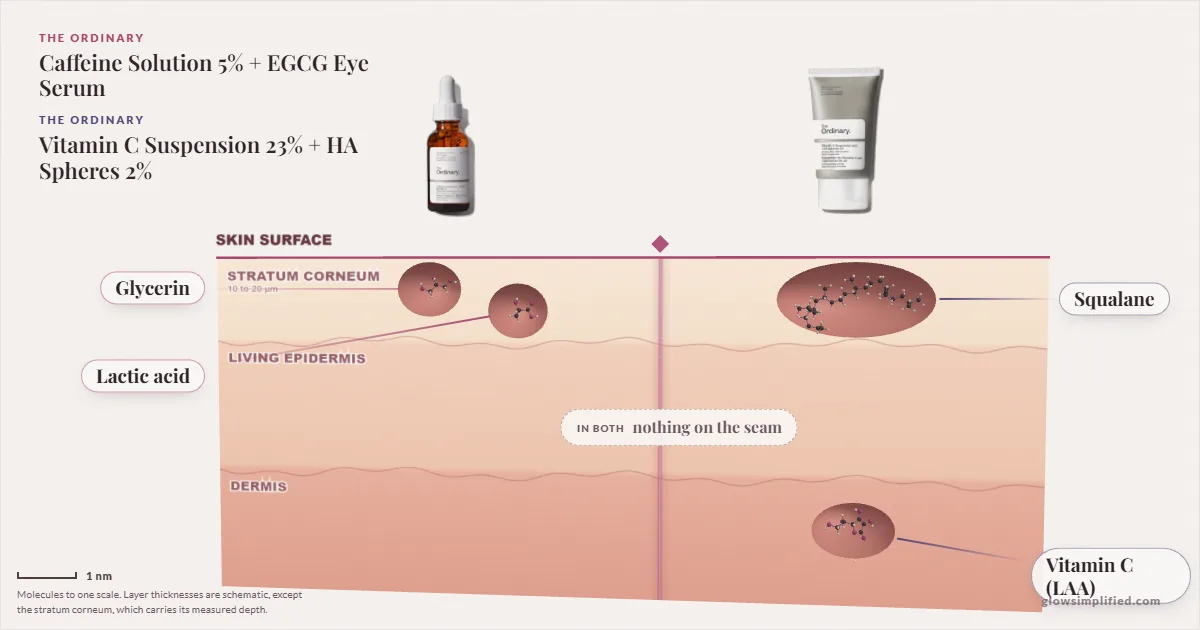 The Ordinary Caffeine Solution 5% + EGCG Eye Serum and The Ordinary Vitamin C Suspension 23% + HA Spheres 2%: their molecules drawn in one cross-section of skin, shared ingredients on the seam