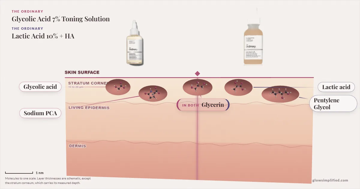 The Ordinary Glycolic Acid 7% Toning Solution and The Ordinary Lactic Acid 10% + HA: their molecules drawn in one cross-section of skin, shared ingredients on the seam