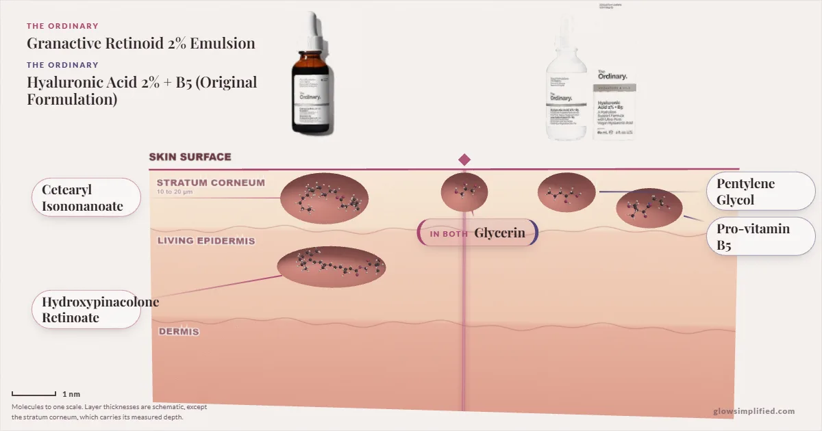 The Ordinary Granactive Retinoid 2% Emulsion and The Ordinary Hyaluronic Acid 2% + B5 (Original Formulation): their molecules drawn in one cross-section of skin, shared ingredients on the seam