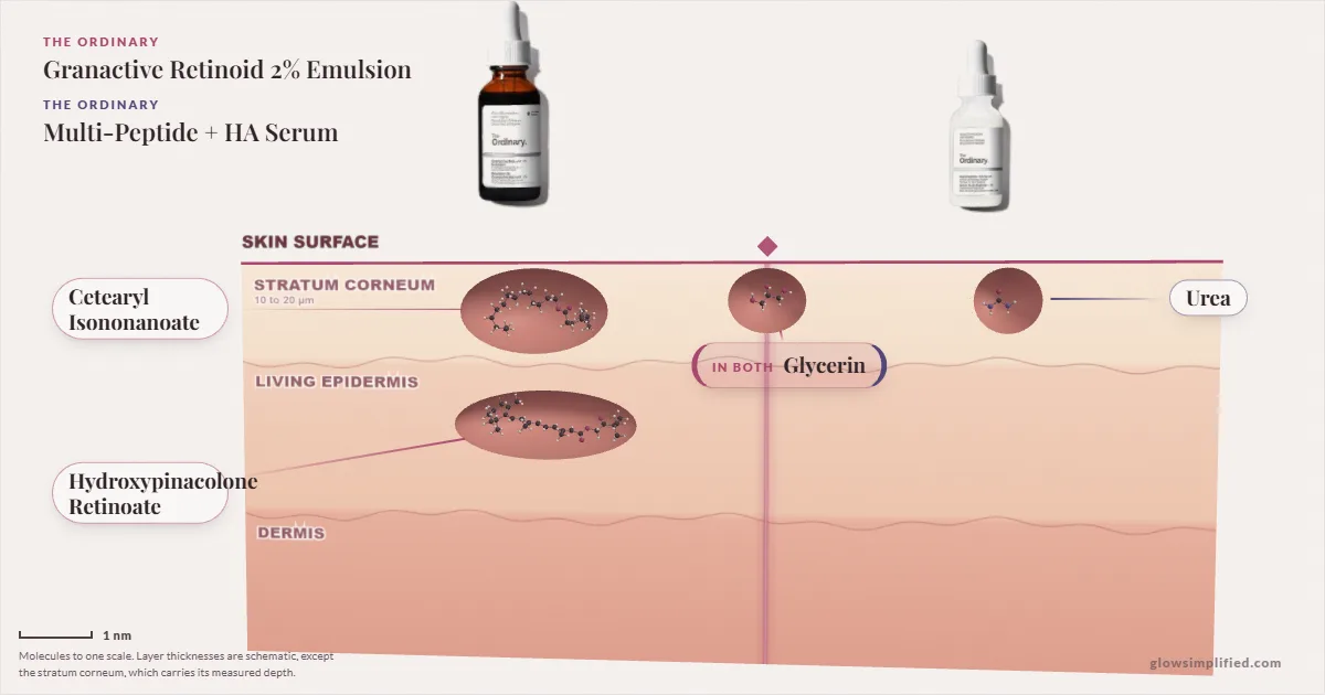 The Ordinary Granactive Retinoid 2% Emulsion and The Ordinary Multi-Peptide + HA Serum: their molecules drawn in one cross-section of skin, shared ingredients on the seam