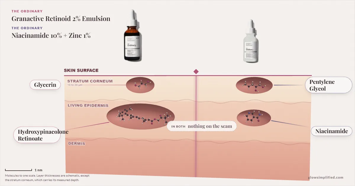 The Ordinary Granactive Retinoid 2% Emulsion and The Ordinary Niacinamide 10% + Zinc 1%: their molecules drawn in one cross-section of skin, shared ingredients on the seam