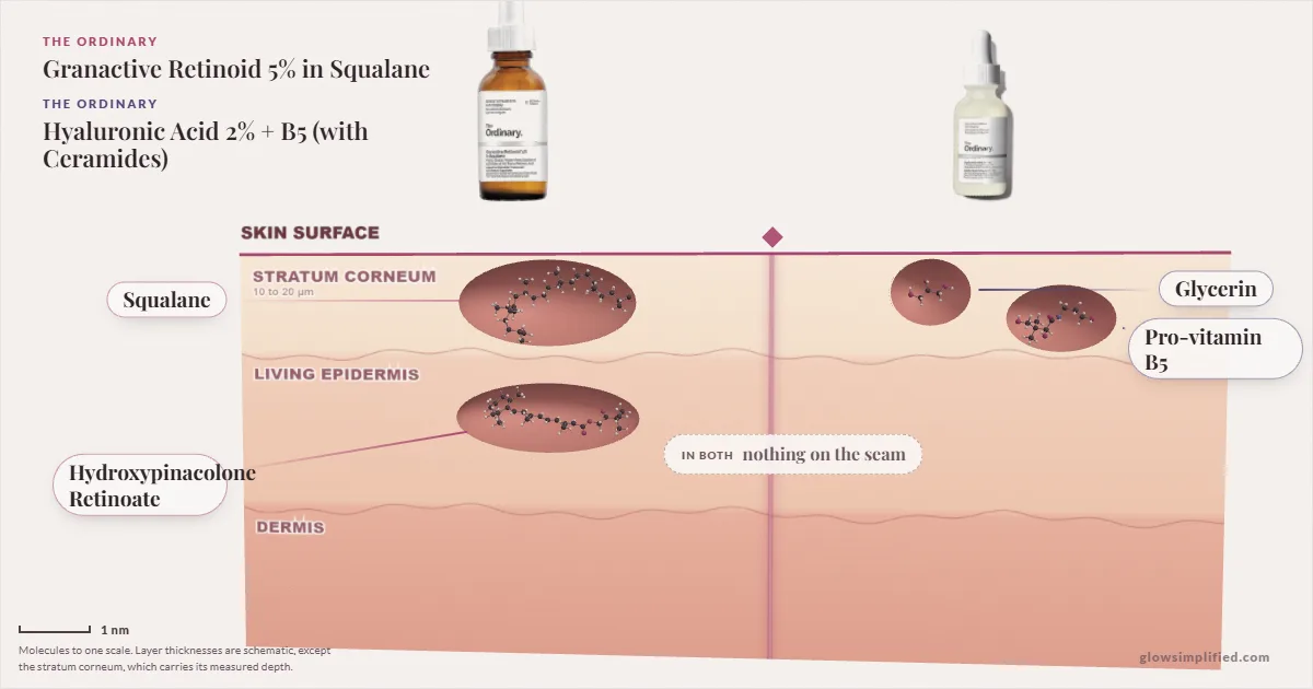 The Ordinary Granactive Retinoid 5% in Squalane and The Ordinary Hyaluronic Acid 2% + B5 (with Ceramides): their molecules drawn in one cross-section of skin, shared ingredients on the seam