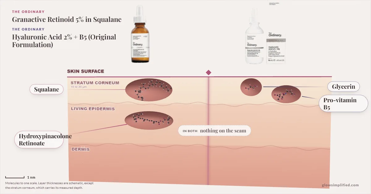 The Ordinary Granactive Retinoid 5% in Squalane and The Ordinary Hyaluronic Acid 2% + B5 (Original Formulation): their molecules drawn in one cross-section of skin, shared ingredients on the seam