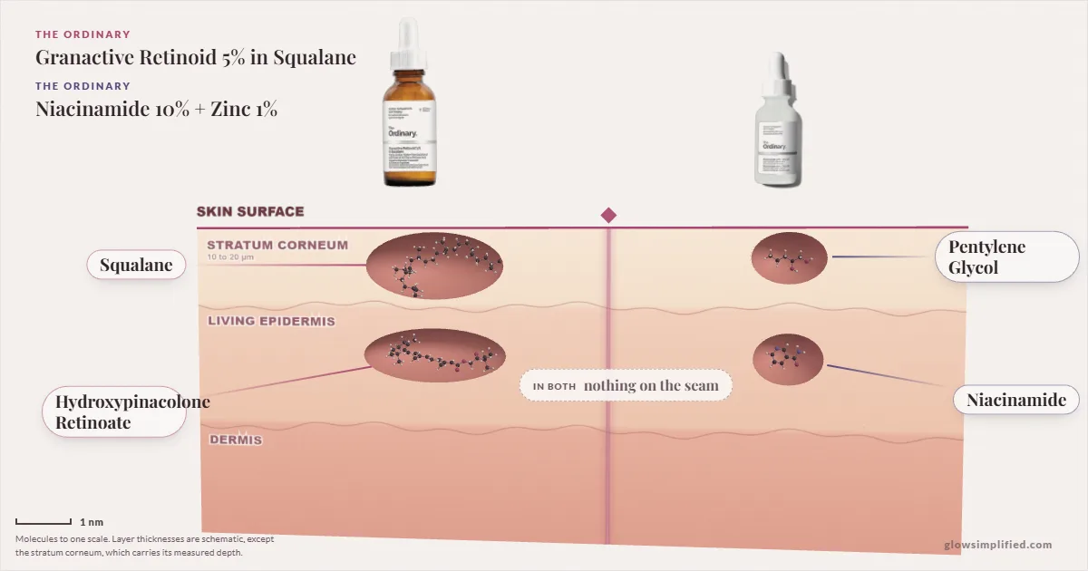 The Ordinary Granactive Retinoid 5% in Squalane and The Ordinary Niacinamide 10% + Zinc 1%: their molecules drawn in one cross-section of skin, shared ingredients on the seam