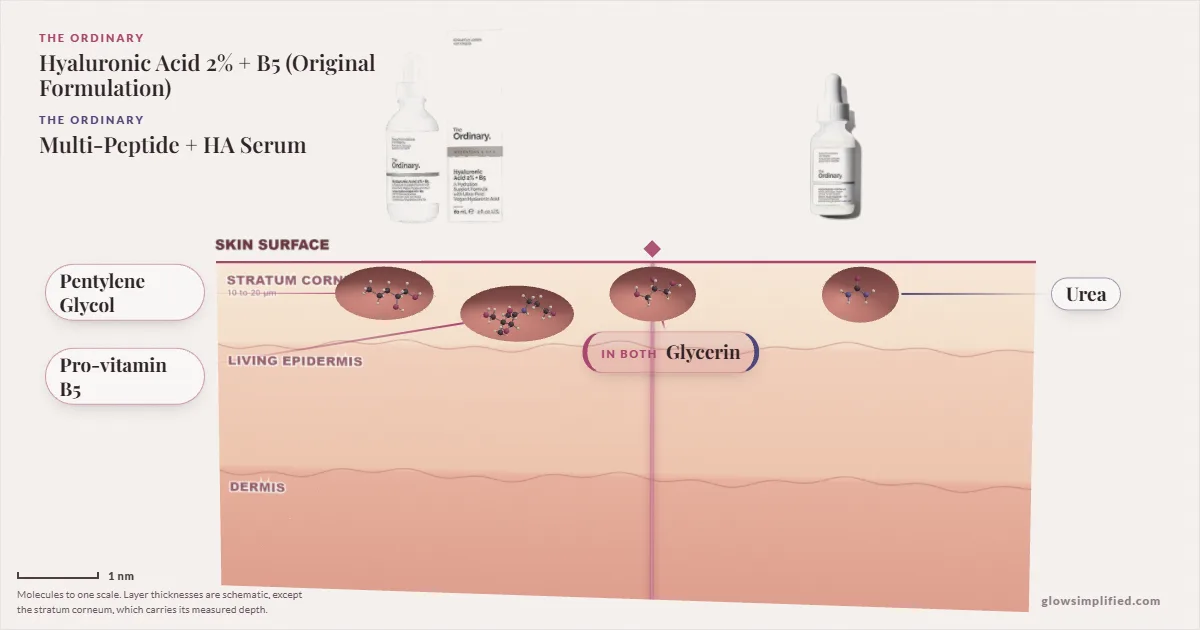 The Ordinary Hyaluronic Acid 2% + B5 (Original Formulation) and The Ordinary Multi-Peptide + HA Serum: their molecules drawn in one cross-section of skin, shared ingredients on the seam