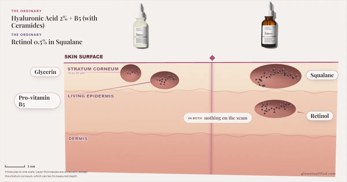 The Ordinary Hyaluronic Acid 2% + B5 (with Ceramides) and The Ordinary Retinol 0.5% in Squalane: their molecules drawn in one cross-section of skin, shared ingredients on the seam