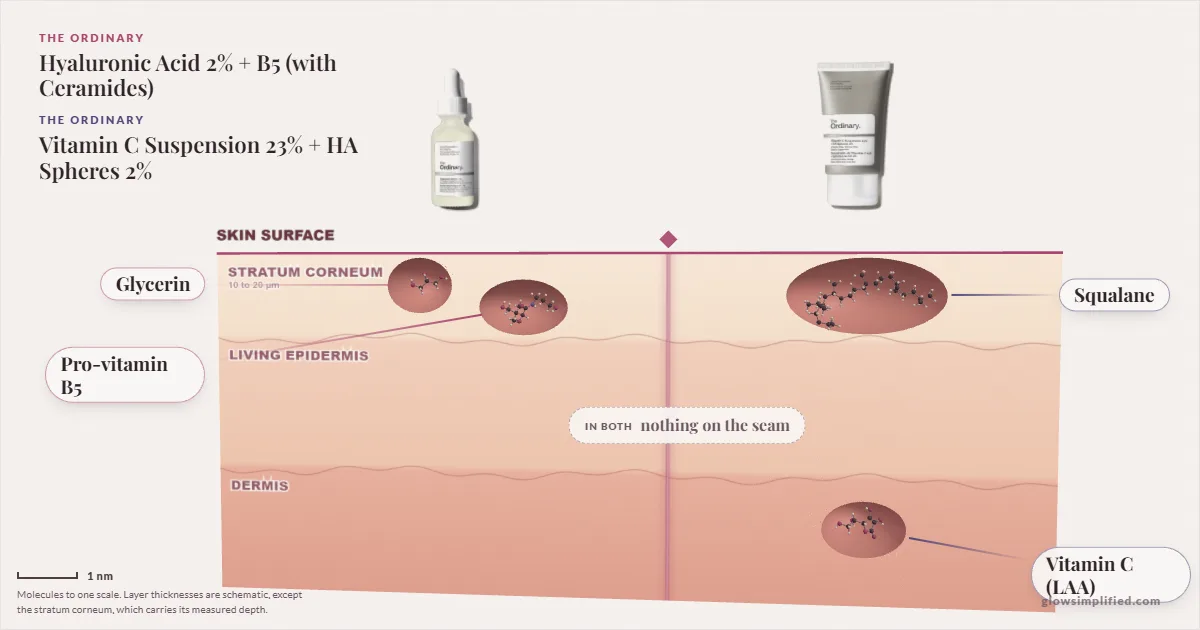 The Ordinary Hyaluronic Acid 2% + B5 (with Ceramides) and The Ordinary Vitamin C Suspension 23% + HA Spheres 2%: their molecules drawn in one cross-section of skin, shared ingredients on the seam