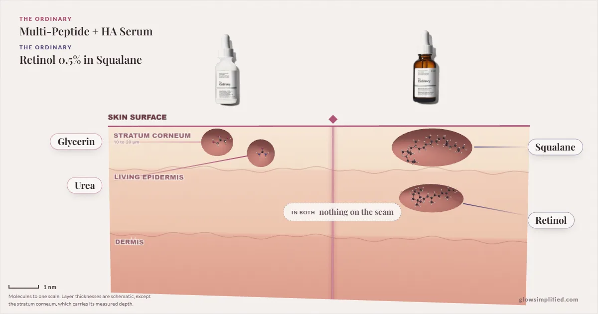 The Ordinary Multi-Peptide + HA Serum and The Ordinary Retinol 0.5% in Squalane: their molecules drawn in one cross-section of skin, shared ingredients on the seam