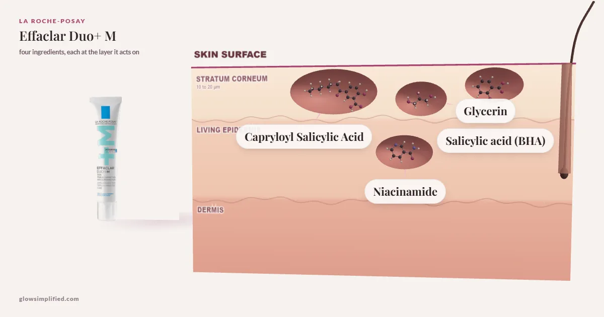 La Roche-Posay Effaclar Duo+ M: Capryloyl Salicylic Acid, Glycerin, Salicylic acid (BHA), Niacinamide drawn in a cross-section of skin, each at the layer it acts on