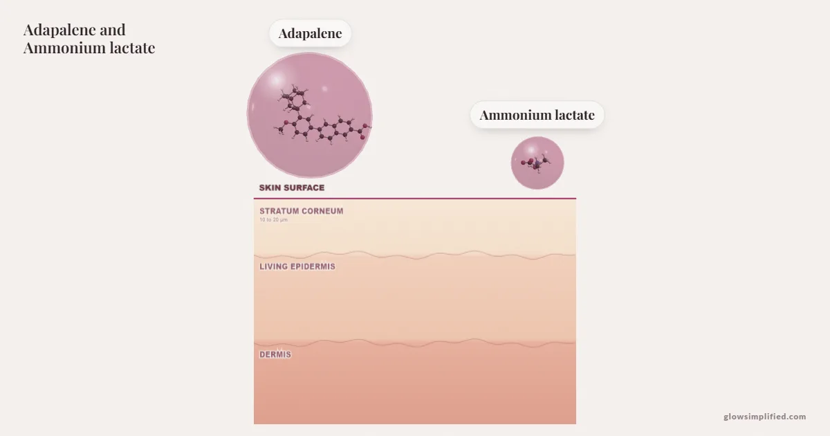 Adapalene and Ammonium lactate meeting on a cross-section of skin