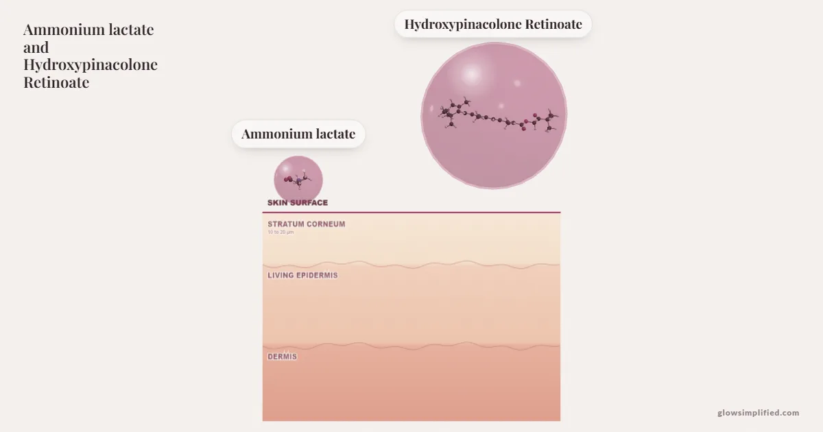 Ammonium lactate and Hydroxypinacolone Retinoate meeting on a cross-section of skin