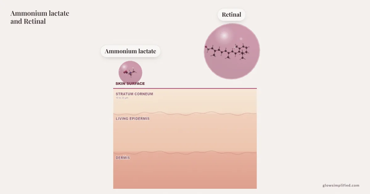 Ammonium lactate and Retinal meeting on a cross-section of skin