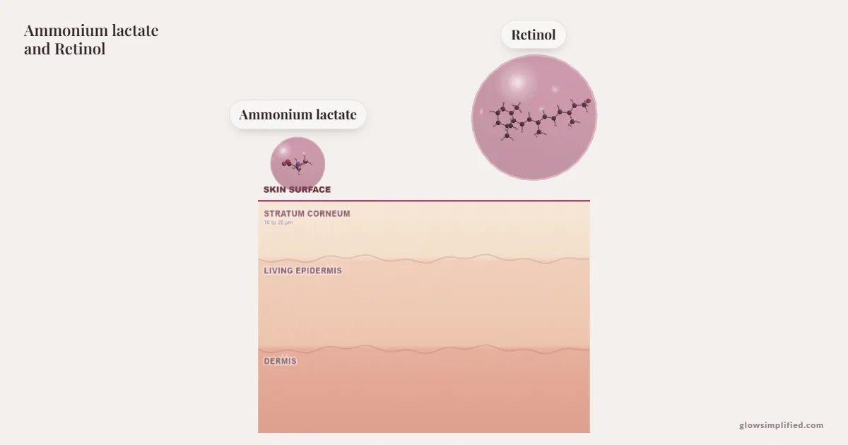 Ammonium lactate and Retinol meeting on a cross-section of skin