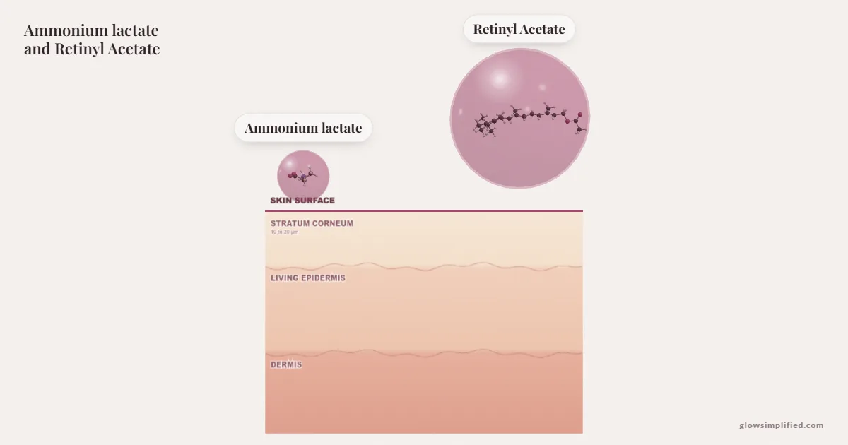 Ammonium lactate and Retinyl Acetate meeting on a cross-section of skin