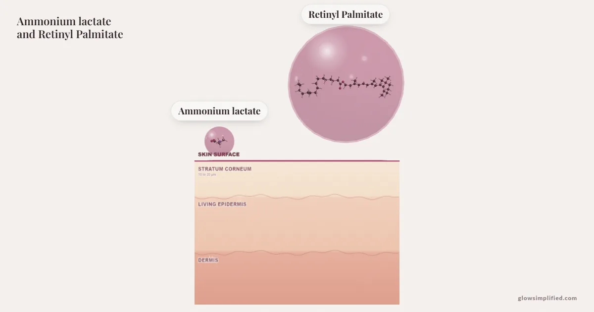 Ammonium lactate and Retinyl Palmitate meeting on a cross-section of skin