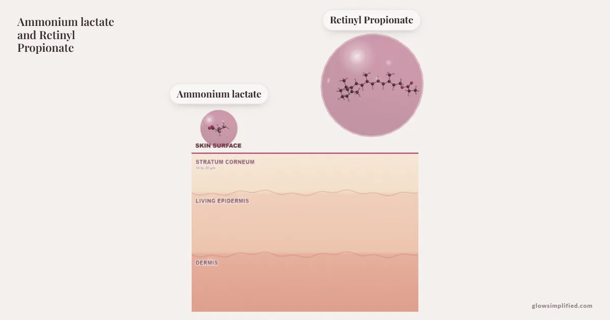 Ammonium lactate and Retinyl Propionate meeting on a cross-section of skin