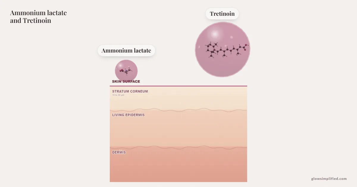 Ammonium lactate and Tretinoin meeting on a cross-section of skin