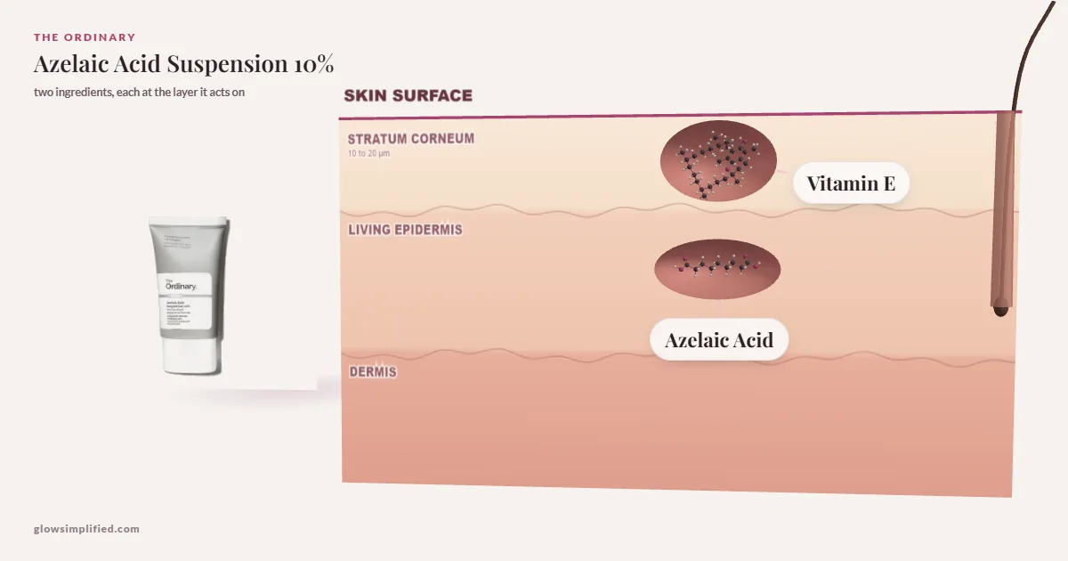 The Ordinary Azelaic Acid Suspension 10%: Vitamin E, Azelaic Acid drawn in a cross-section of skin, each at the layer it acts on