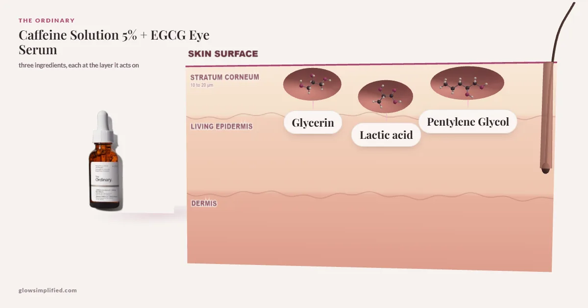 The Ordinary Caffeine Solution 5% + EGCG Eye Serum: Glycerin, Lactic acid, Pentylene Glycol drawn in a cross-section of skin, each at the layer it acts on