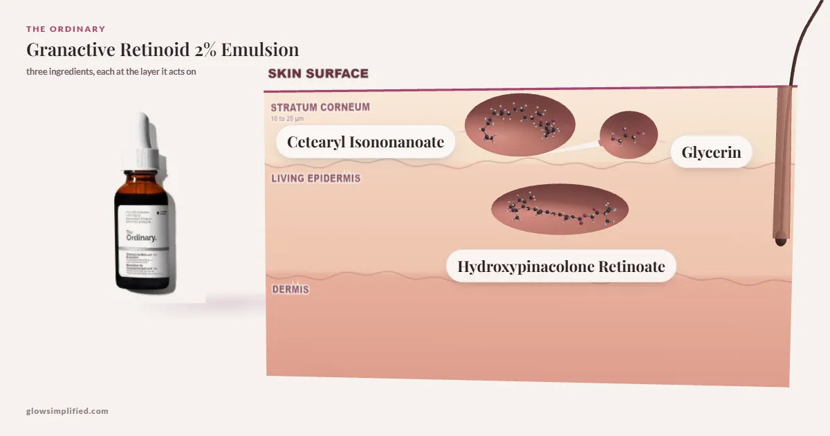 The Ordinary Granactive Retinoid 2% Emulsion: Cetearyl Isononanoate, Glycerin, Hydroxypinacolone Retinoate drawn in a cross-section of skin, each at the layer it acts on