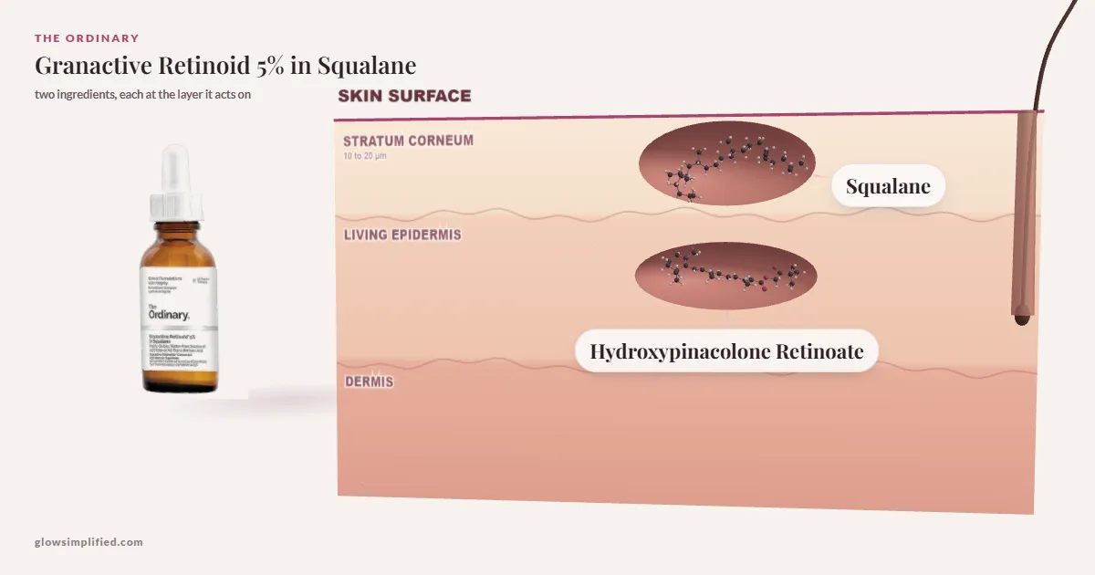 The Ordinary Granactive Retinoid 5% in Squalane: Squalane, Hydroxypinacolone Retinoate drawn in a cross-section of skin, each at the layer it acts on