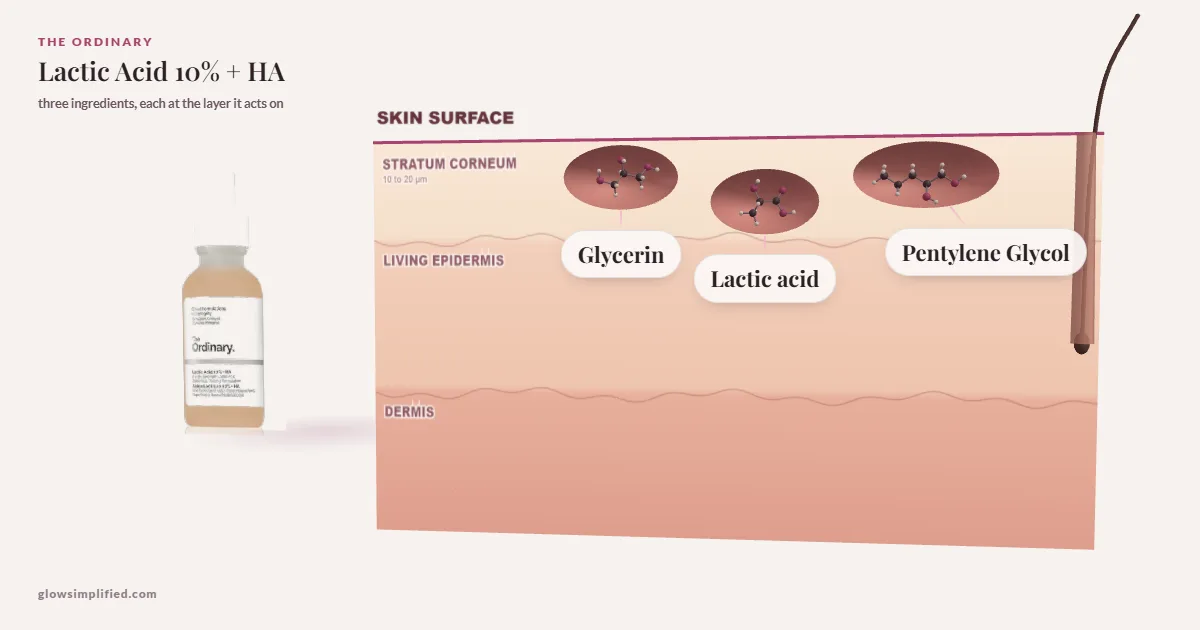 The Ordinary Lactic Acid 10% + HA: Glycerin, Lactic acid, Pentylene Glycol drawn in a cross-section of skin, each at the layer it acts on