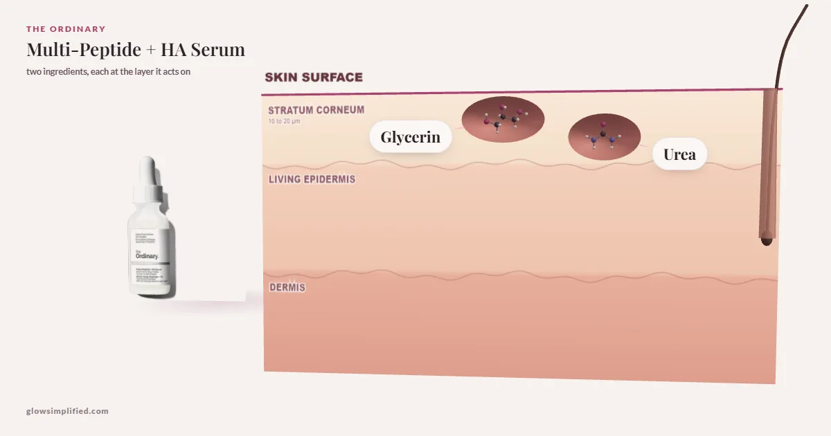 The Ordinary Multi-Peptide + HA Serum: Glycerin, Urea drawn in a cross-section of skin, each at the layer it acts on